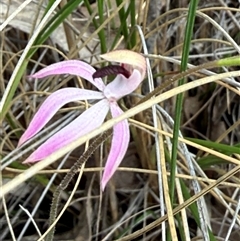 Caladenia congesta (Pink Caps) at Acton, ACT - 26 Oct 2025 by Youspy