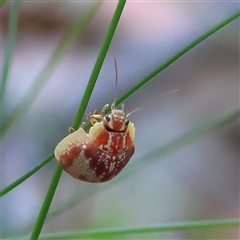 Paropsis geographica (Tortoise beetle) at Bendalong, NSW - 21 Oct 2025 by MichaelWenke
