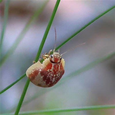 Paropsis geographica (Tortoise beetle) at Bendalong, NSW - 21 Oct 2025 by MichaelWenke