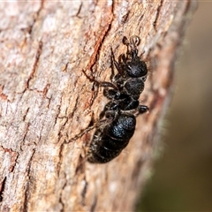 Mutillidae (family) (Unidentified Mutillid wasp or velvet ant) at Uriarra Village, ACT - 24 Oct 2025 by AlisonMilton
