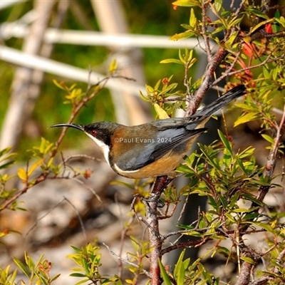 Acanthorhynchus tenuirostris (Eastern Spinebill) at Fisher, ACT - 22 Jun 2024 by Paul57