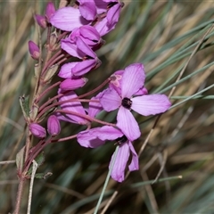 Tetratheca bauerifolia (Heath Pink-bells) at Uriarra, NSW - 24 Oct 2025 by AlisonMilton