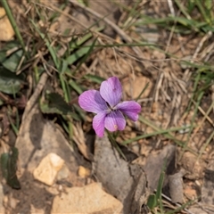 Viola betonicifolia subsp. betonicifolia (Arrow-Leaved Violet) at Uriarra Village, ACT - 24 Oct 2025 by AlisonMilton
