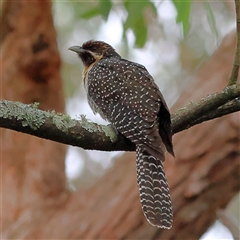 Eudynamys orientalis (Pacific Koel) at Lake Conjola, NSW - 21 Oct 2025 by MichaelWenke