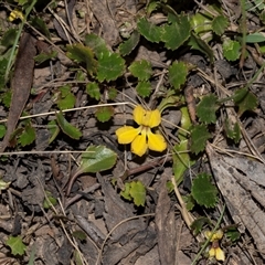 Goodenia hederacea subsp. alpestris at Uriarra, NSW - 24 Oct 2025 by AlisonMilton