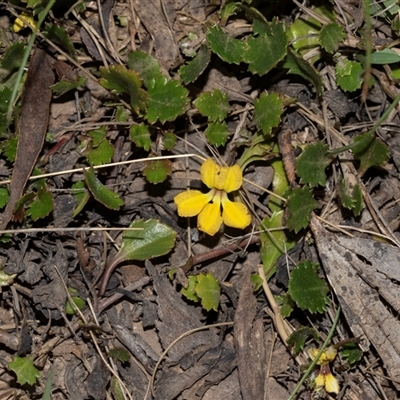 Goodenia hederacea subsp. alpestris at Uriarra, NSW - 24 Oct 2025 by AlisonMilton