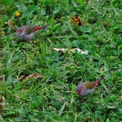 Neochmia temporalis (Red-browed Finch) at Fisher, ACT - 1 Oct 2024 by Paul57