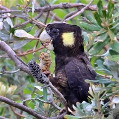Zanda funerea (Yellow-tailed Black-Cockatoo) at Lake Conjola, NSW - 21 Oct 2025 by MichaelWenke
