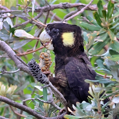 Zanda funerea (Yellow-tailed Black-Cockatoo) at Lake Conjola, NSW - 21 Oct 2025 by MichaelWenke