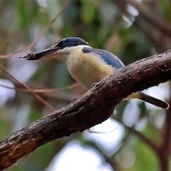 Todiramphus sanctus at Lake Conjola, NSW - 21 Oct 2025 by MichaelWenke