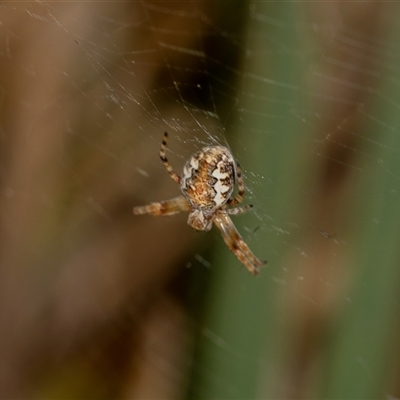 Unverified Orb-weaving spider (several families) at Uriarra Village, ACT - 24 Oct 2025 by AlisonMilton
