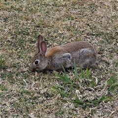 Oryctolagus cuniculus (European Rabbit) at Parkes, ACT - 25 Oct 2025 by MatthewFrawley