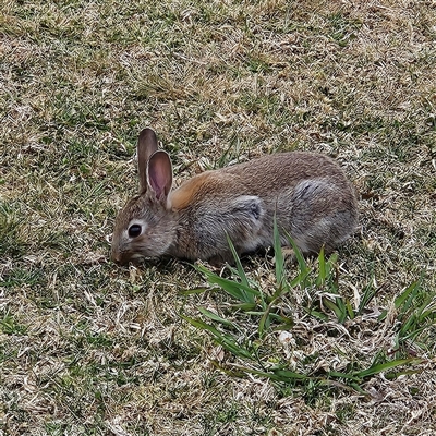Oryctolagus cuniculus (European Rabbit) at Parkes, ACT - 25 Oct 2025 by MatthewFrawley