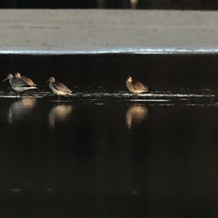 Gallinago hardwickii at Lake Conjola, NSW - 23 Oct 2025 by MichaelWenke