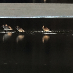 Gallinago hardwickii at Lake Conjola, NSW - 23 Oct 2025 by MichaelWenke