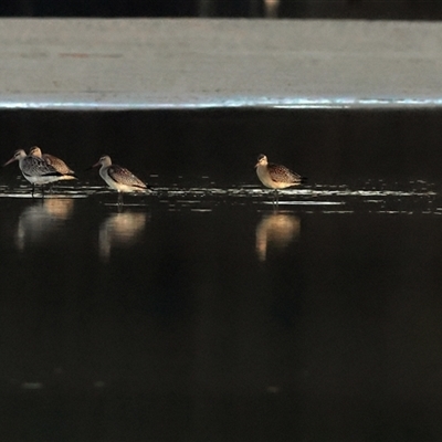 Gallinago hardwickii at Lake Conjola, NSW - 23 Oct 2025 by MichaelWenke