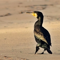 Phalacrocorax carbo at Lake Conjola, NSW - 23 Oct 2025 by MichaelWenke