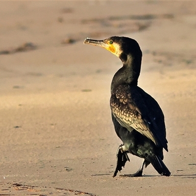 Phalacrocorax carbo at Lake Conjola, NSW - 23 Oct 2025 by MichaelWenke