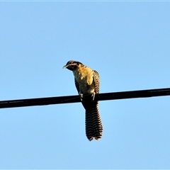 Eudynamys orientalis at Fisher, ACT - 21 Jan 2024 by Paul57