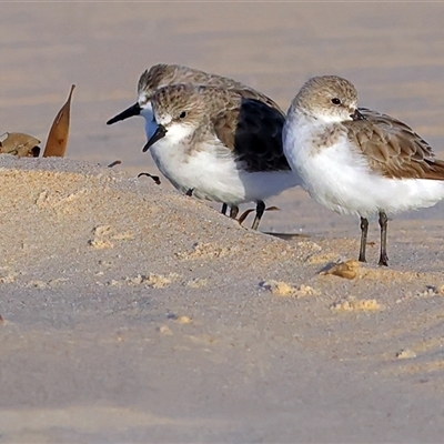 Calidris ruficollis at Lake Conjola, NSW - 23 Oct 2025 by MichaelWenke