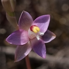 Thelymitra pauciflora (Slender Sun Orchid) at Theodore, ACT - 25 Oct 2025 by dan.clark