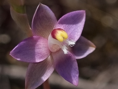 Thelymitra pauciflora (Slender Sun Orchid) at Theodore, ACT - 25 Oct 2025 by dan.clark