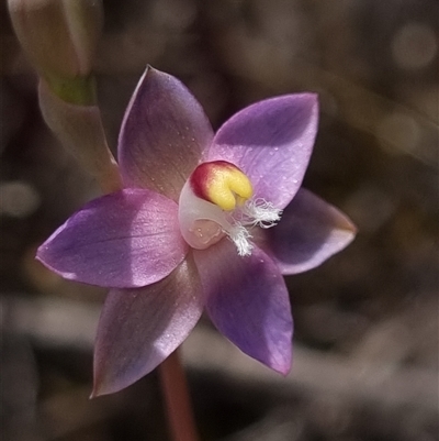Thelymitra pauciflora (Slender Sun Orchid) at Theodore, ACT - 25 Oct 2025 by dan.clark