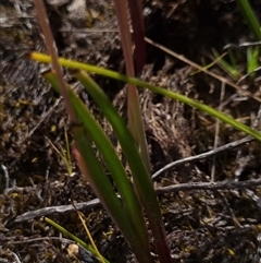 Thelymitra pauciflora at Theodore, ACT - suppressed