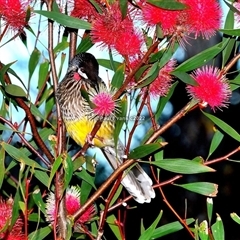 Anthochaera carunculata (Red Wattlebird) at Fisher, ACT - 12 Jun 2022 by Paul57