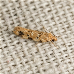 Opsitycha squalidella (Barea Group) at Harrison, ACT - 25 Oct 2025 by DPRees125