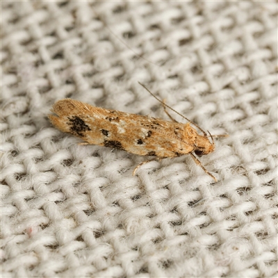 Opsitycha squalidella (Barea Group) at Harrison, ACT - 25 Oct 2025 by DPRees125