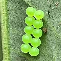 Pentatomidae (family) (Shield or Stink bug) at Higgins, ACT - 26 Oct 2025 by Jennybach