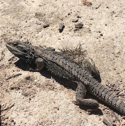 Pogona barbata (Eastern Bearded Dragon) at Pearce, ACT - 25 Oct 2025 by LOz