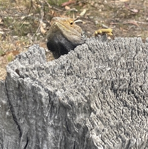 Pogona barbata at Hughes, ACT - 23 Oct 2025 by KL