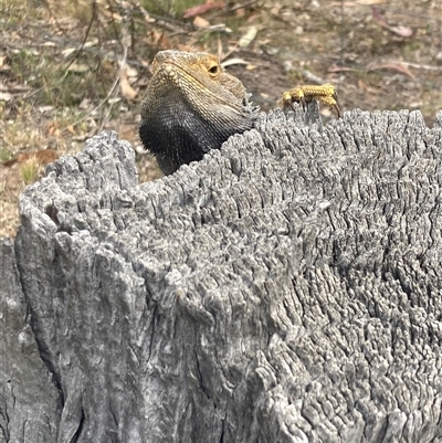 Pogona barbata at Hughes, ACT - 23 Oct 2025 by KL