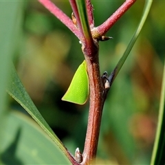 Siphanta acuta (Green planthopper, Torpedo bug) at Fisher, ACT - 29 Mar 2021 by Paul57