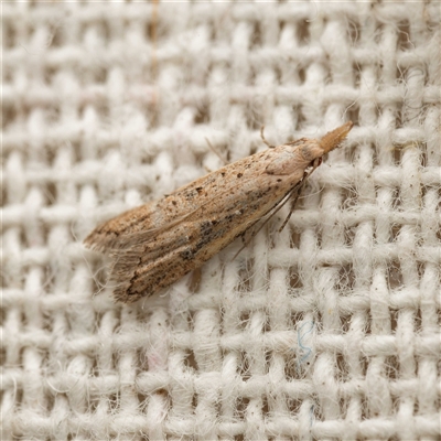 Carposina latebrosa (A Fruitworm moth (Family Carposinidae)) at  - suppressed by DPRees125