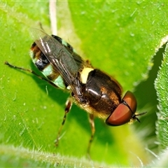 Odontomyia hunteri (Soldier fly) at Fisher, ACT - 8 Feb 2024 by Paul57