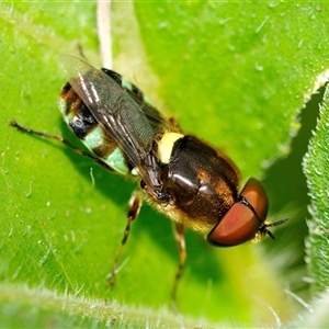 Odontomyia hunteri (Soldier fly) at Fisher, ACT - 8 Feb 2024 by Paul57