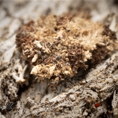 Cebysa leucotelus (Australian Bagmoth) at Denman Prospect, ACT - 26 Oct 2025 by Cristy1676