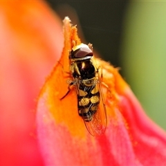 Simosyrphus grandicornis (Common hover fly) at Fisher, ACT - 29 Sep 2024 by Paul57