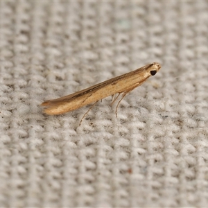 Batrachedra (genus) (The single genus of family Batrachedridae) by DPRees125