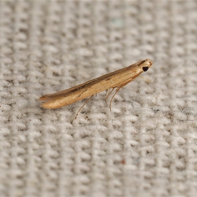 Batrachedra (genus) (The single genus of family Batrachedridae) at  - suppressed by DPRees125