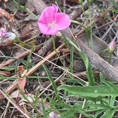 Convolvulus angustissimus subsp. angustissimus (Australian Bindweed) at Lyneham, ACT - 25 Oct 2025 by KateLynehamNR