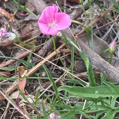 Convolvulus angustissimus subsp. angustissimus (Australian Bindweed) at Lyneham, ACT - 25 Oct 2025 by KateLynehamNR