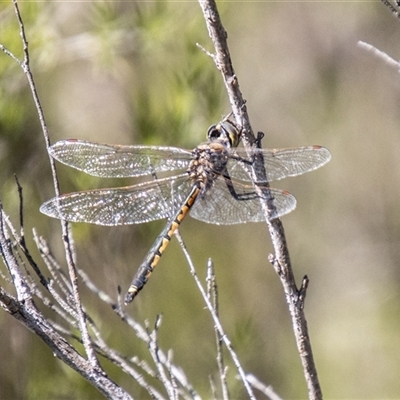 Hemicordulia tau (Tau Emerald) at Kambah, ACT - 24 Oct 2025 by SWishart