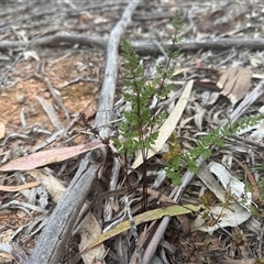Cheilanthes sieberi subsp. sieberi (Mulga Rock Fern) at Lyneham, ACT - 25 Oct 2025 by KateLynehamNR