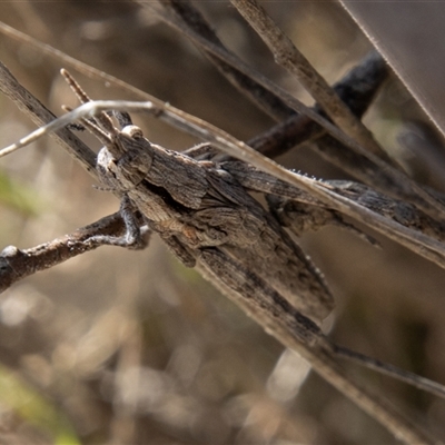 Coryphistes ruricola (Bark-mimicking Grasshopper) at Kambah, ACT - 24 Oct 2025 by SWishart