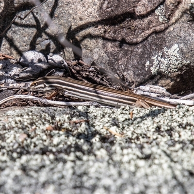 Ctenotus taeniolatus (Copper-tailed Skink) at Kambah, ACT - 24 Oct 2025 by SWishart