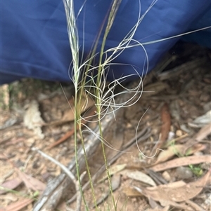 Austrostipa scabra subsp. falcata (Rough Spear-grass) at Lyneham, ACT - 25 Oct 2025 by KateLynehamNR